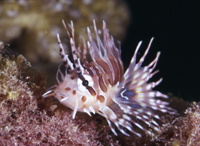 lionfish.jpg